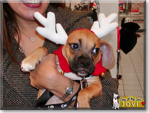 Jovi, the Dog of the Day Jovi, the Dog of the Day