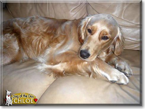 Chloe, the Dog of the Day