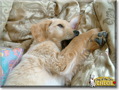 Chloe, the Dog of the Day