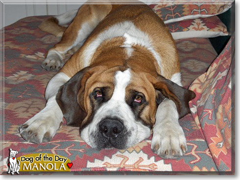 Manola, the Dog of the Day