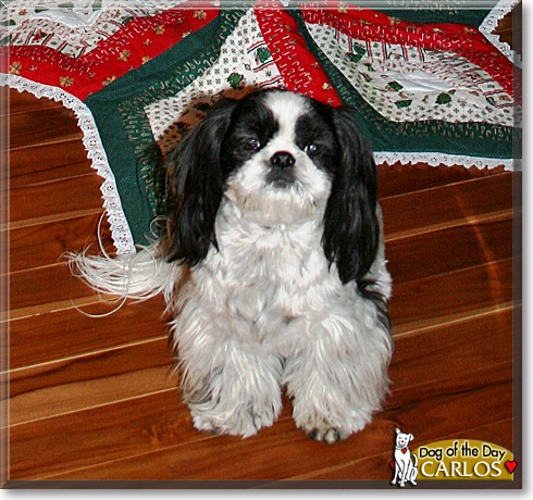 Carlos, the Dog of the Day