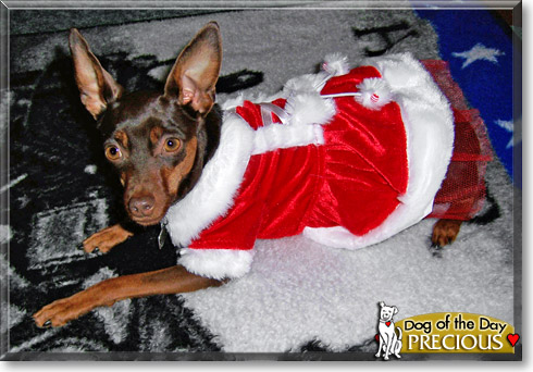 Precious, the Dog of the Day