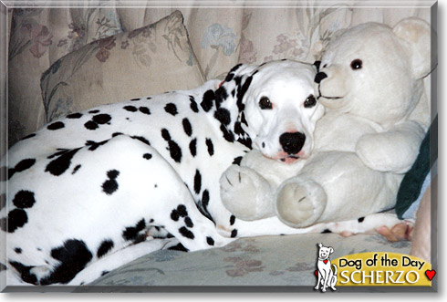 Scherzo, the Dog of the Day