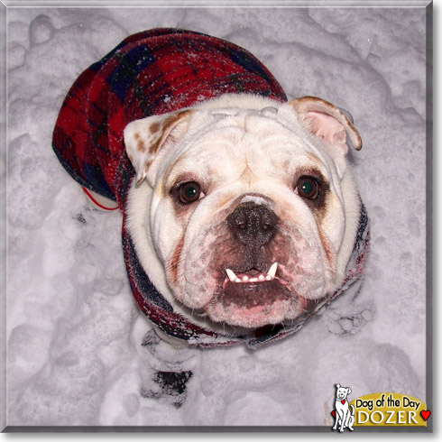 Dozer, the Dog of the Day
