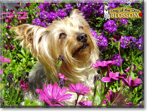 Blossom, the Dog of the Day