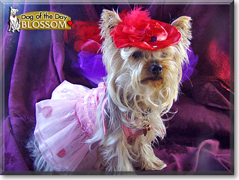 Blossom, the Dog of the Day