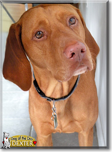 Dexter, the Dog of the Day
