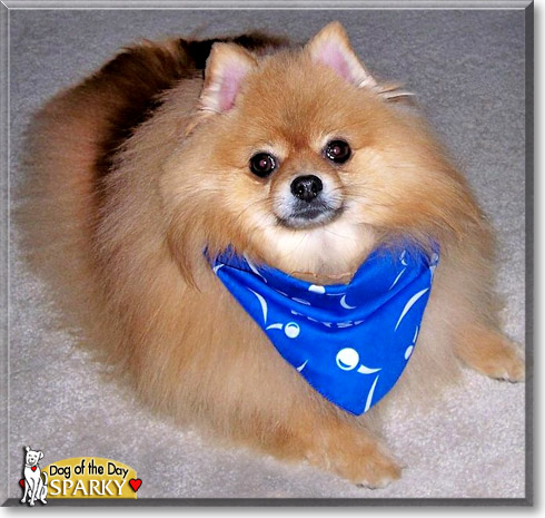 Sparky, the Dog of the Day