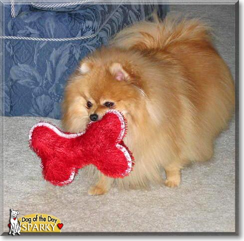 Sparky, the Dog of the Day