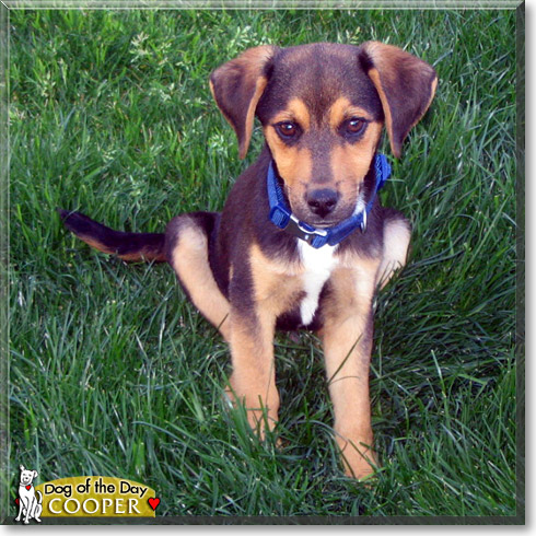 Cooper, the Dog of the Day