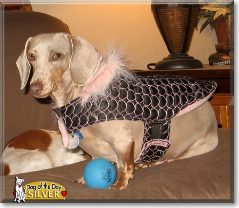 Silver, the Dog of the Day