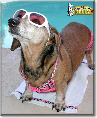 Kelly, the Dog of the Day