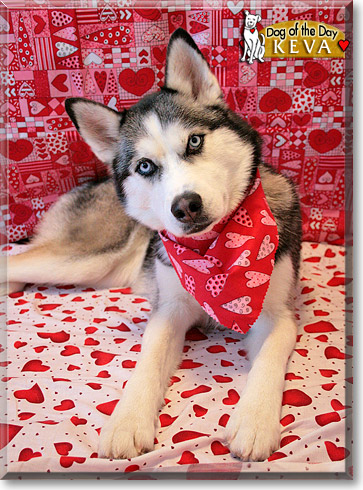 Keva, the Dog of the Day