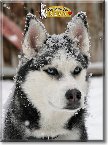 Keva, the Dog of the Day