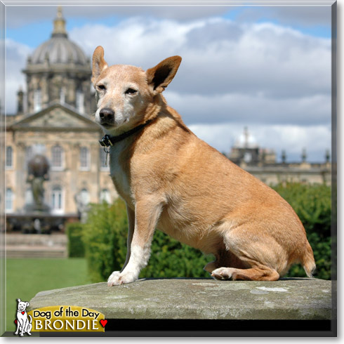 Lord Brondesbury, the Dog of the Day