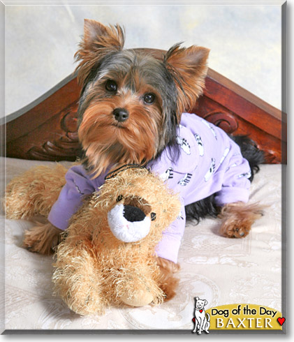 Baxter, the Dog of the Day