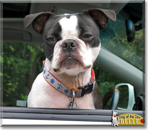 Belle, the Dog of the Day