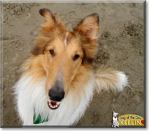 Keelin, the Dog of the Day