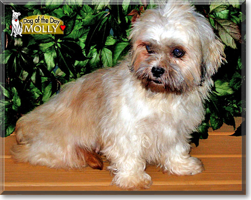 Molly, the Dog of the Day