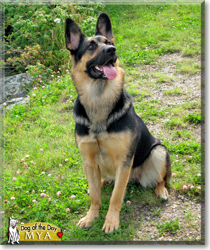 Mya, the Dog of the Day