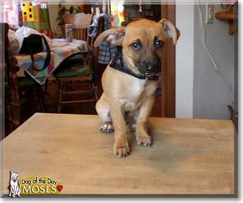 Moses, the Dog of the Day