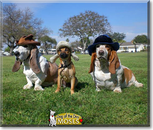 Moses, the Dog of the Day