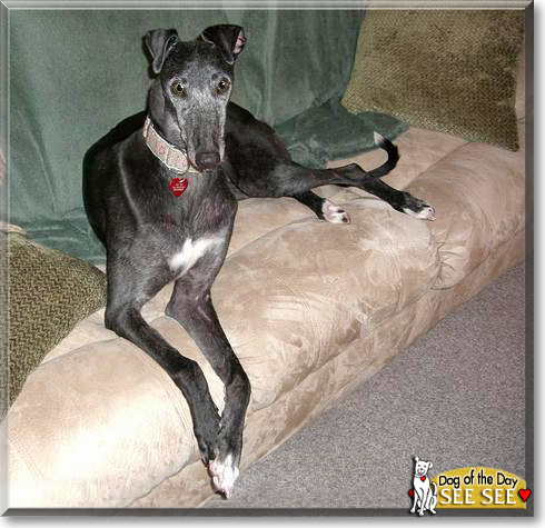 See See, the Dog of the Day