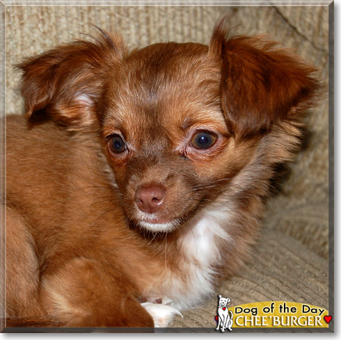 Chee'Burger, the Dog of the Day