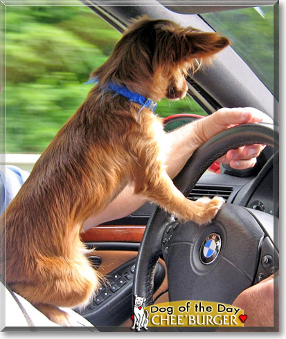 Chee'Burger, the Dog of the Day
