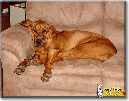 Cleo, the Dog of the Day