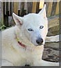 Kiba