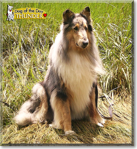Thunder, the Dog of the Day