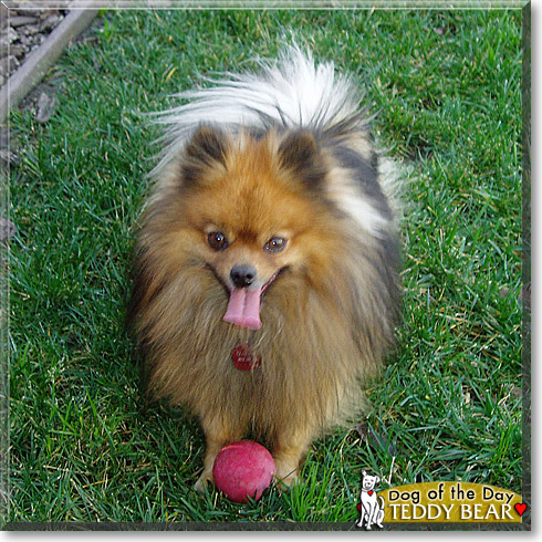 Teddy Bear, the Dog of the Day