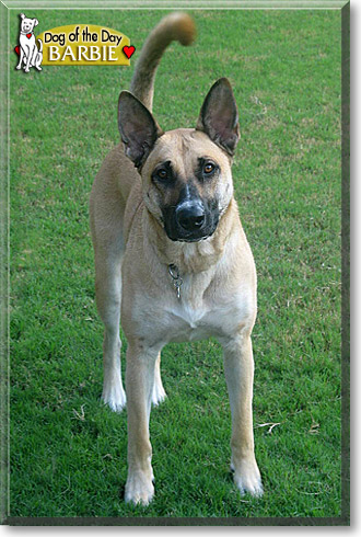 Barbie, the Dog of the Day