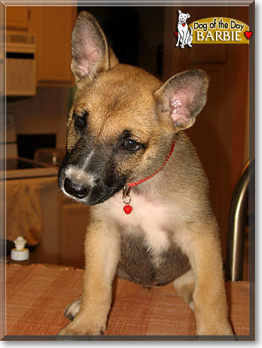 Teddy Bear, the Dog of the Day