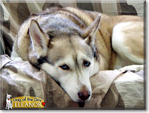 Eleanor, the Dog of the Day