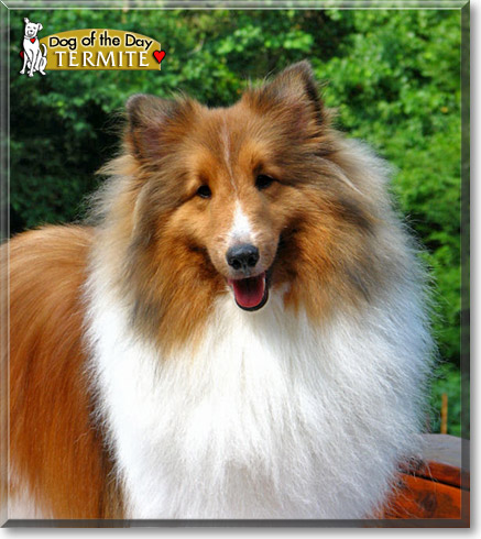 Termite, the Dog of the Day