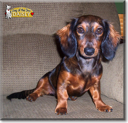 Daisey, the Dog of the Day