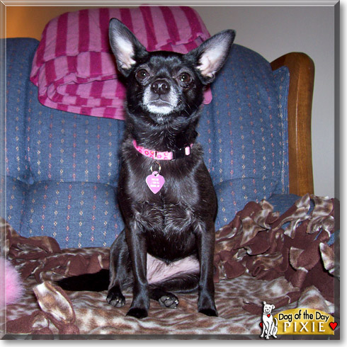 Pixie, the Dog of the Day