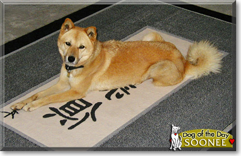Soonee, the Dog of the Day
