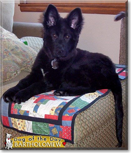Bartholomew, the Dog of the Day