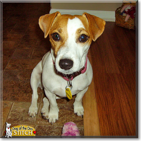 Stitch, the Dog of the Day