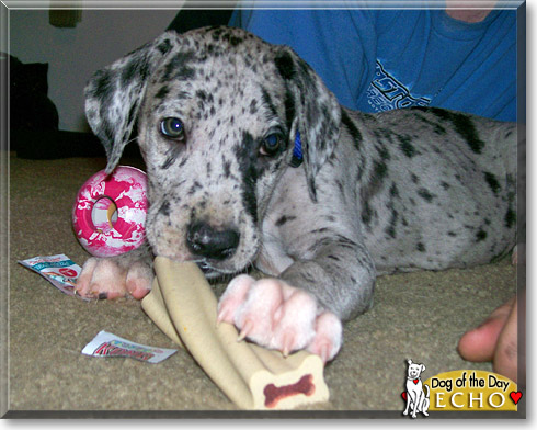 Echo, the Dog of the Day