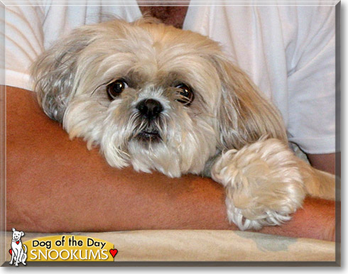 Snookums, the Dog of the Day