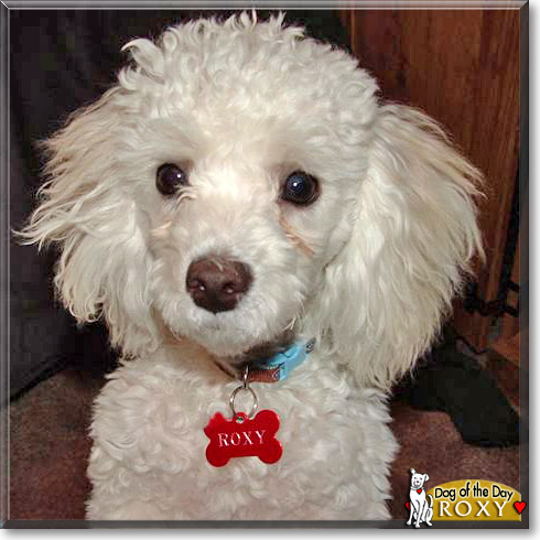 Roxy, the Dog of the Day