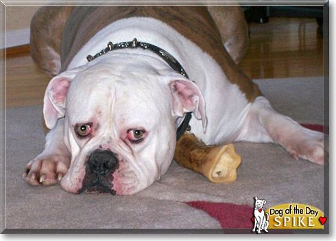 Spike, the Dog of the Day