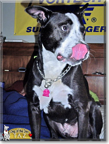 Taz, the Dog of the Day Taz, the Dog of the Day