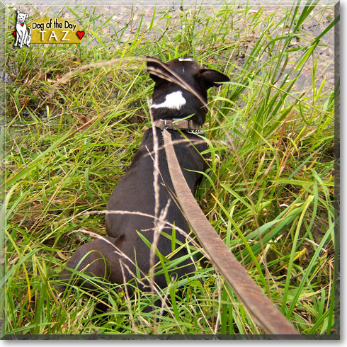Taz, the Dog of the Day