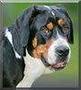 Bruschi