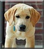Cooper Roo